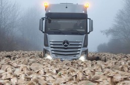 Power meets Stubbornness: Actros SLT stopped by Sheep