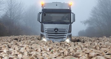 Power meets Stubbornness: Actros SLT stopped by Sheep
