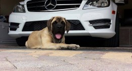 Mercedes-Benz National Puppy Day: My co-driver is barking!