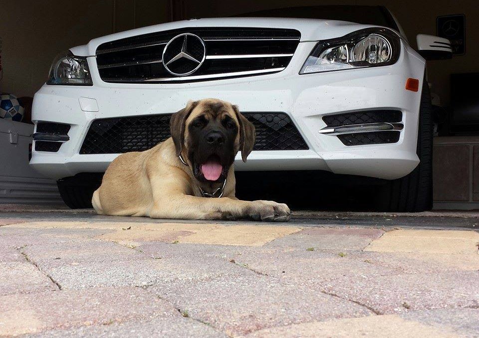 what kind of dog is in the mercedes commercial