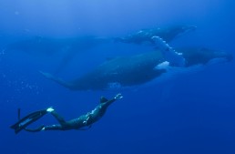 The Mercedes-Benz Adventure – Up close and personal with the whales