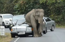 Watch out for elephants! Giant creature destroys a Mercedes!