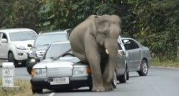 Watch out for elephants! Giant creature destroys a Mercedes!