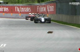 Oscars and rodents at the Canadian Grand Prix