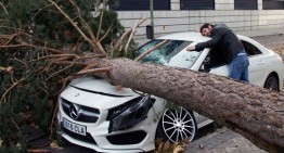 Simply hearbreaking! Mercedes smashed by falling tree in Spain