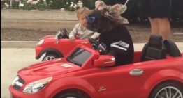 Viral video: Kid and dog drive mini-Mercedes cars