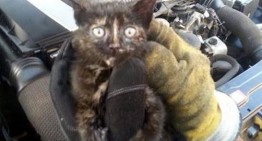 The meowing mechanic – Cat saved from the engine of a Mercedes