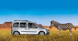 Baby zebra Citan meets Mercedes-Benz Citan in the wild