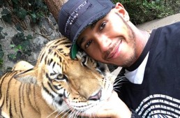 He never learns – Lewis Hamilton thinks tiger is a lap cat