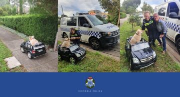 Dog driving a remote control Mercedes-Benz gets pulled over by police