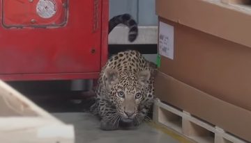 Mercedes-Benz India Temporarily Halts Production Because of a Leopard