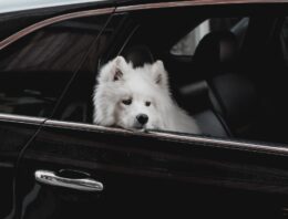 6 Simple Ways To Prep Your Dog For Travel