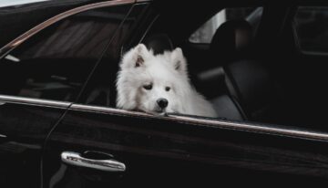 6 Simple Ways To Prep Your Dog For Travel